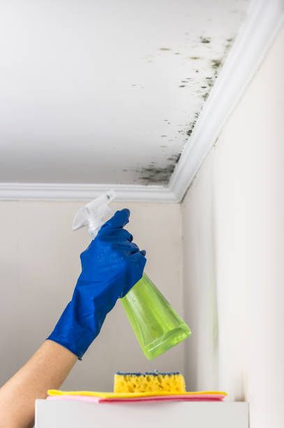 Best Black Mold Removal  in Nanawale Estates, HI